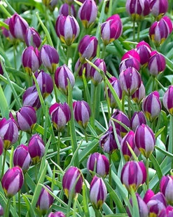 Tulip 'Persian Pearl' 12 Tulip 'Persian Pearl' -Beauty Flowers Shop tulip persian pearl 4