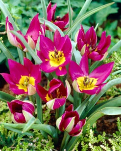 Tulip 'Persian Pearl' 13 Tulip 'Persian Pearl' -Beauty Flowers Shop tulip persian pearl 5