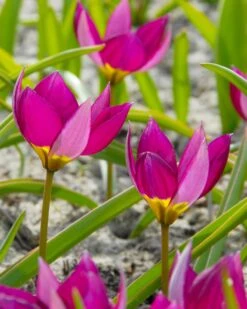 Tulip 'Persian Pearl' 14 Tulip 'Persian Pearl' -Beauty Flowers Shop tulip persian pearl 6