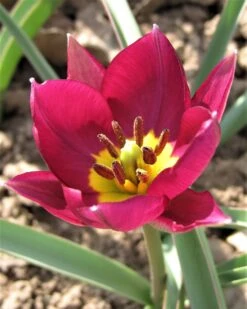 Tulip 'Persian Pearl' 15 Tulip 'Persian Pearl' -Beauty Flowers Shop tulip persian pearl 7