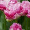 Tulip 'Pink Size' 1 Tulip 'Pink Size' -Beauty Flowers Shop tulip pink size 0