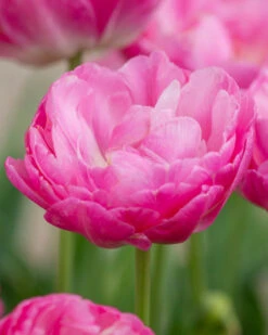 Tulip 'Pink Size' 7 Tulip 'Pink Size' -Beauty Flowers Shop tulip pink size 1