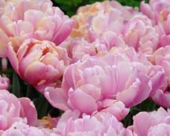 Tulip 'Pink Star' 17 Tulip 'Pink Star' -Beauty Flowers Shop tulip pink star 0