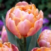 Tulip 'Pink Star' 1 Tulip 'Pink Star' -Beauty Flowers Shop tulip pink star 0 95c2c7f6 297b 4473 8c6a c2b4c9205571