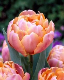 Featured Products 11 Tulip 'Pink Star'