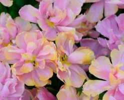 Tulip 'Pink Star' 15 Tulip 'Pink Star' -Beauty Flowers Shop tulip pink star 1