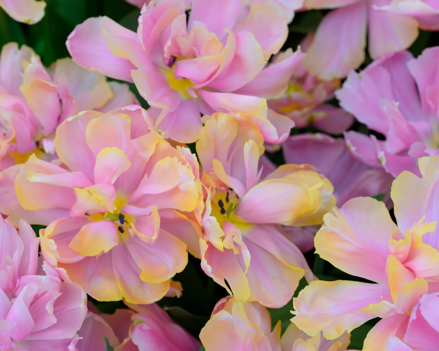 Tulip 'Pink Star' 8 Tulip 'Pink Star' - Image 6