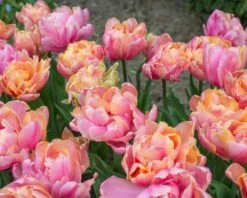 Tulip 'Pink Star' 14 Tulip 'Pink Star' -Beauty Flowers Shop tulip pink star 2