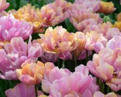 Tulip 'Pink Star' 12 Tulip 'Pink Star' -Beauty Flowers Shop tulip pink star 3