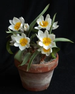 Tulip 'Polychroma' 14 Tulip 'Polychroma' -Beauty Flowers Shop tulip polychroma 2