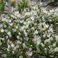 Tulip 'Polychroma' 12 Tulip 'Polychroma' -Beauty Flowers Shop tulip polychroma 3