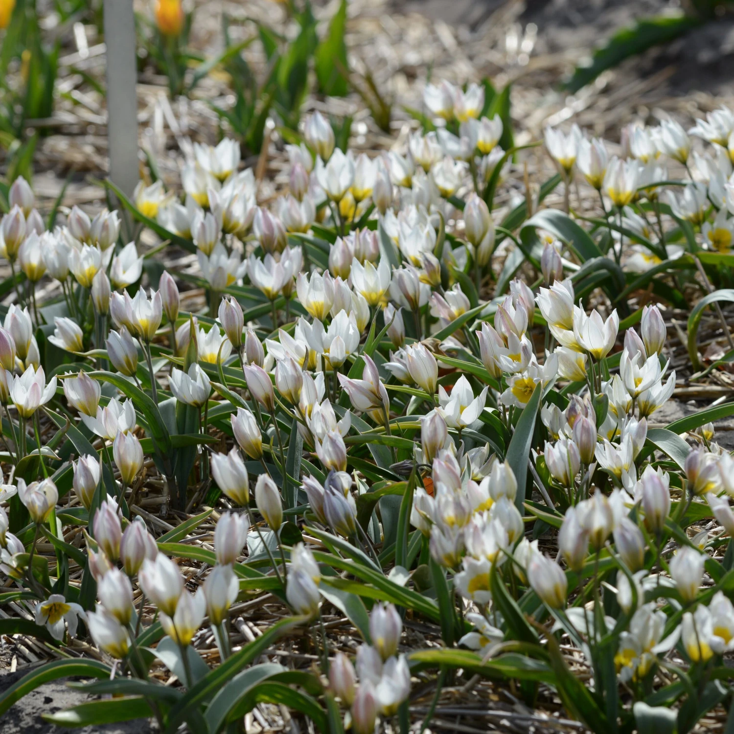 Tulip 'Polychroma' 6 Tulip 'Polychroma' - Image 4