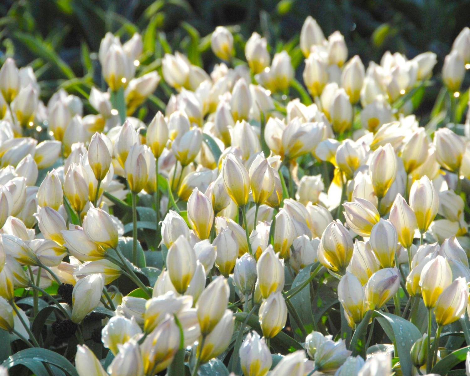 Tulip 'Polychroma' 4 Tulip 'Polychroma' - Image 2