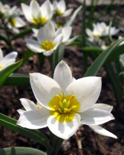 Tulip 'Polychroma' 15 Tulip 'Polychroma' -Beauty Flowers Shop tulip polychroma 5