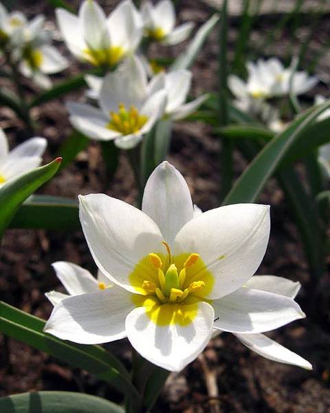 Tulip 'Polychroma' 9 Tulip 'Polychroma' - Image 7