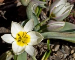 Tulip 'Polychroma' 13 Tulip 'Polychroma' -Beauty Flowers Shop tulip polychroma 6