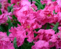 Tulip 'Power Parrot' -Beauty Flowers Shop tulip power parrot 3