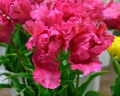 Tulip 'Power Parrot' -Beauty Flowers Shop tulip power parrot 4