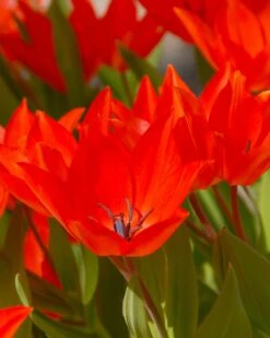 Tulip Praestans 'Fusilier' 13 Tulip Praestans 'Fusilier' -Beauty Flowers Shop tulip praestans fuselier 1