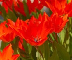 Tulip Praestans 'Fusilier' 16 Tulip Praestans 'Fusilier' -Beauty Flowers Shop tulip praestans fuselier 2