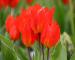Tulip Praestans 'Fusilier' 18 Tulip Praestans 'Fusilier' -Beauty Flowers Shop tulip praestans fuselier 3 78c3197c 5b22 4e7a b0ab bf8829bb7b2f