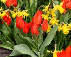 Tulip Praestans 'Fusilier' 15 Tulip Praestans 'Fusilier' -Beauty Flowers Shop tulip praestans fuselier 4