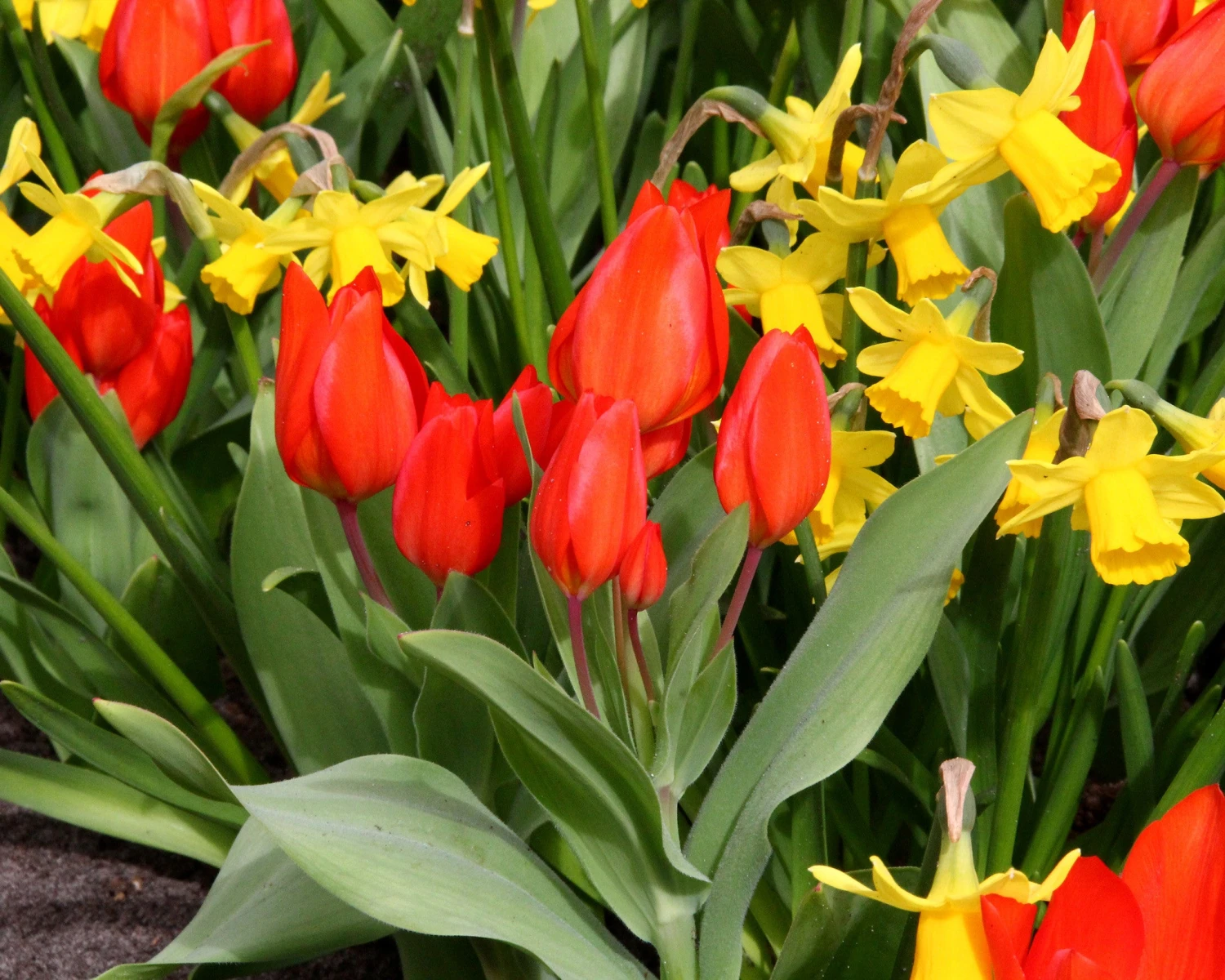 Tulip Praestans 'Fusilier' 7 Tulip Praestans 'Fusilier' - Image 5