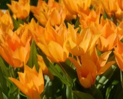 Tulip Praestans 'Shogun' -Beauty Flowers Shop tulip praestans shogun 1