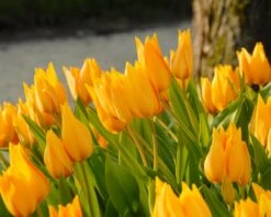 Tulip Praestans 'Shogun' -Beauty Flowers Shop tulip praestans shogun 2