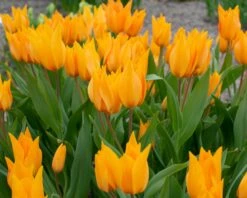 Tulip Praestans 'Shogun' -Beauty Flowers Shop tulip praestans shogun 3