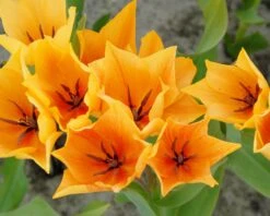 Tulip Praestans 'Shogun' -Beauty Flowers Shop tulip praestans shogun 4