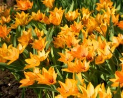 Tulip Praestans 'Shogun' -Beauty Flowers Shop tulip praestans shogun 5