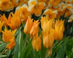 Tulip Praestans 'Shogun' -Beauty Flowers Shop tulip praestans shogun 7
