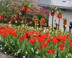 Tulip Praestans 'Fusilier' 19 Tulip Praestans 'Fusilier' -Beauty Flowers Shop tulip praestans unicum 1 7b2276bc 9f0a 4244 9130 0f6ce167f22c