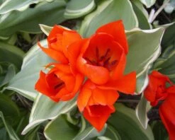 Tulip Praestans 'Unicum' 8 Tulip Praestans 'Unicum' -Beauty Flowers Shop tulip praestans unicum 2