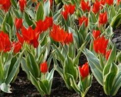 Tulip Praestans 'Unicum' 9 Tulip Praestans 'Unicum' -Beauty Flowers Shop tulip praestans unicum 3