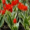Tulip Praestans 'Unicum' -Beauty Flowers Shop tulip praestans unicum 5