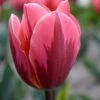 Tulip 'Pretty Princess' -Beauty Flowers Shop tulip pretty princess 1 2