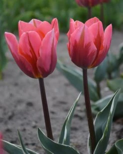 Tulip 'Pretty Princess' -Beauty Flowers Shop tulip pretty princess 4