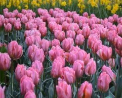 Tulip 'Pretty Princess' -Beauty Flowers Shop tulip pretty princess 5