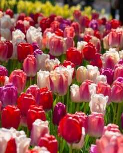Tulip Collection 'Pride Mix' 12 Tulip Collection 'Pride Mix' -Beauty Flowers Shop tulip pride mix 4