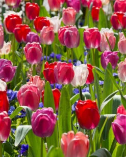 Tulip Collection 'Pride Mix' 14 Tulip Collection 'Pride Mix' -Beauty Flowers Shop tulip pride mix 6