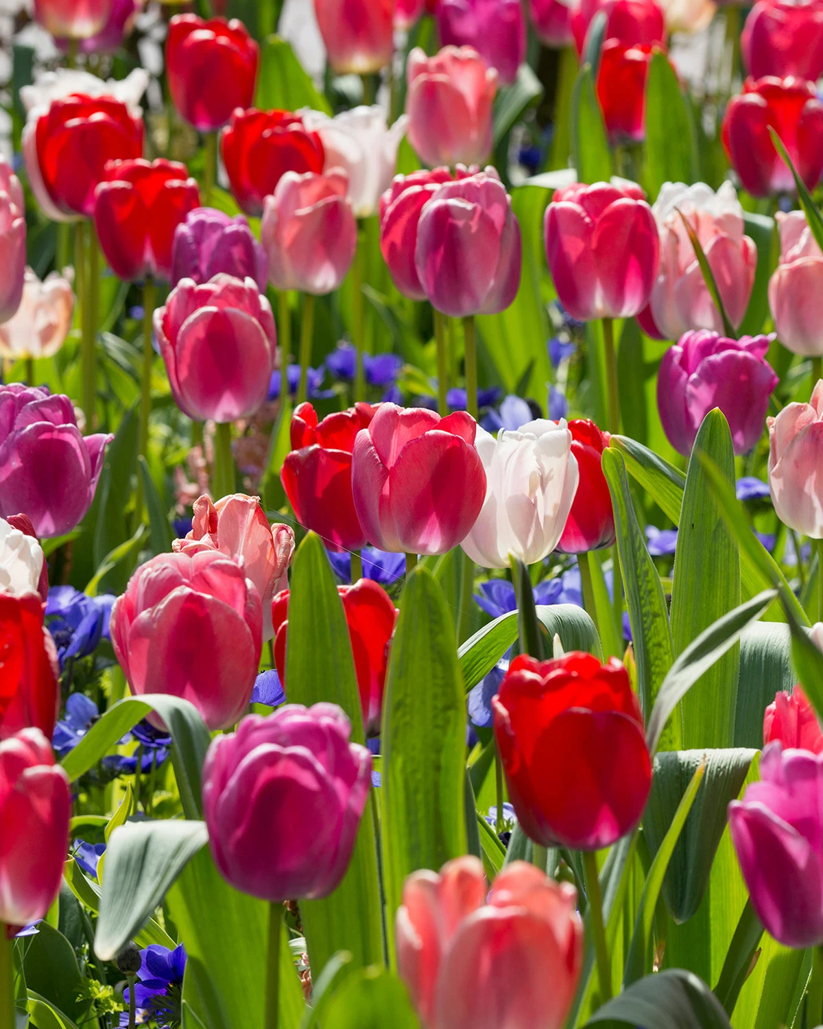 Tulip Collection 'Pride Mix' 8 Tulip Collection 'Pride Mix' - Image 6