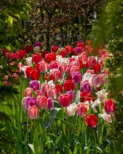 Tulip Collection 'Pride Mix' 11 Tulip Collection 'Pride Mix' -Beauty Flowers Shop tulip pride mix 8