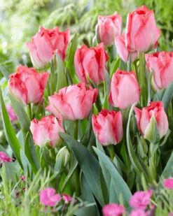Tulip 'Princess Angelique' -Beauty Flowers Shop tulip princess angelique 2