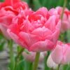 Tulip 'Princess Angelique' 2 Tulip 'Princess Angelique' -Beauty Flowers Shop tulip princess angelique 3