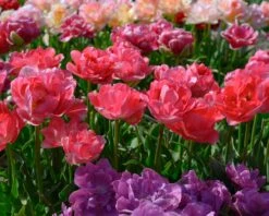 Tulip 'Princess Angelique' -Beauty Flowers Shop tulip princess angelique 4