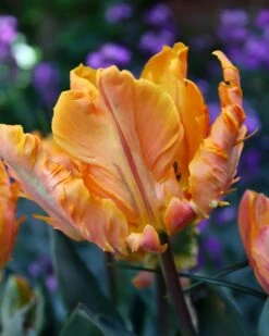 Tulip 'Princess Irene Parrot'