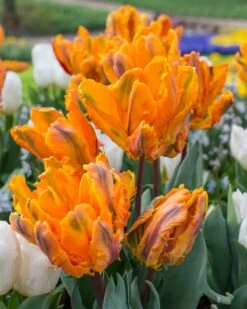 Tulip 'Princess Irene Parrot' -Beauty Flowers Shop tulip princess irene parrot 1