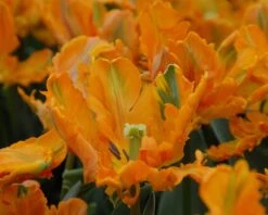 Tulip 'Princess Irene Parrot' -Beauty Flowers Shop tulip princess irene parrot 2